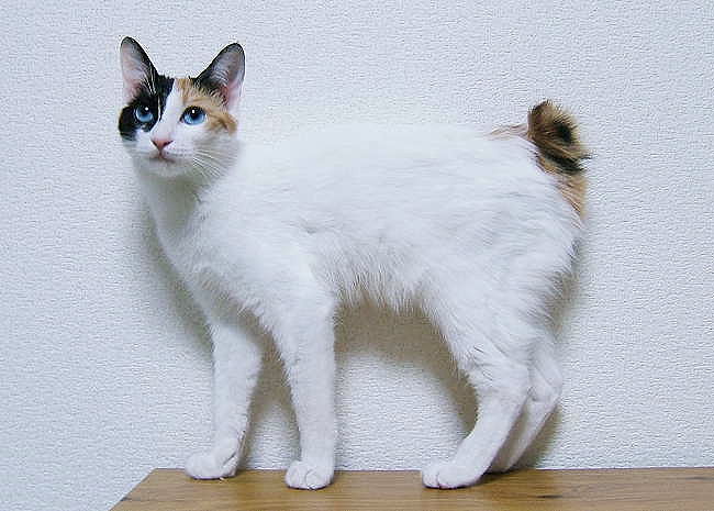 Dưới đây là danh sách 9 giống mèo ít gây dị ứng nhất: ... Cornish Rex là một con mèo nổi bật khác thường, có kích thước cơ thể từ nhỏ đến trung bình với chiếc ... Trong thế giới loài mèo, Balinese là giống mèo lông dài hiếm hoi ít rụng lông.